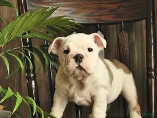 English Bulldog dogs Fern - Ad 42