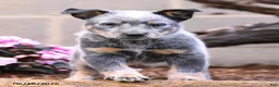 Australian Cattle Dog dogs for sale: Archie - Ad 3