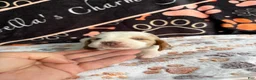 Basset Hound dogs for sale: Basset Hound 2 - Ad 5