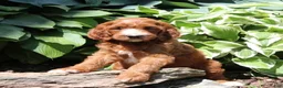 Irish Doodle dogs for sale: Rex - Ad 3