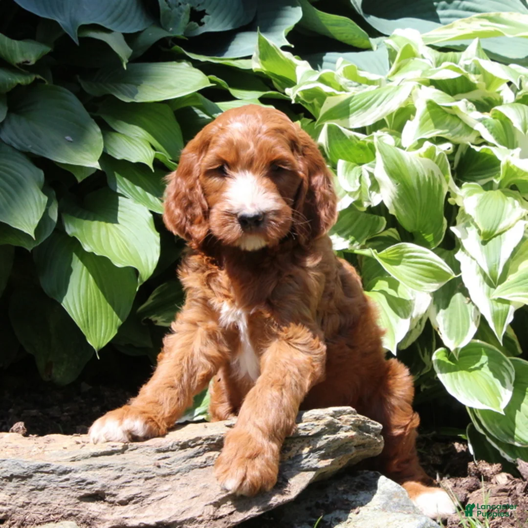 Irish Doodle dogs for sale: Rex - Ad 3