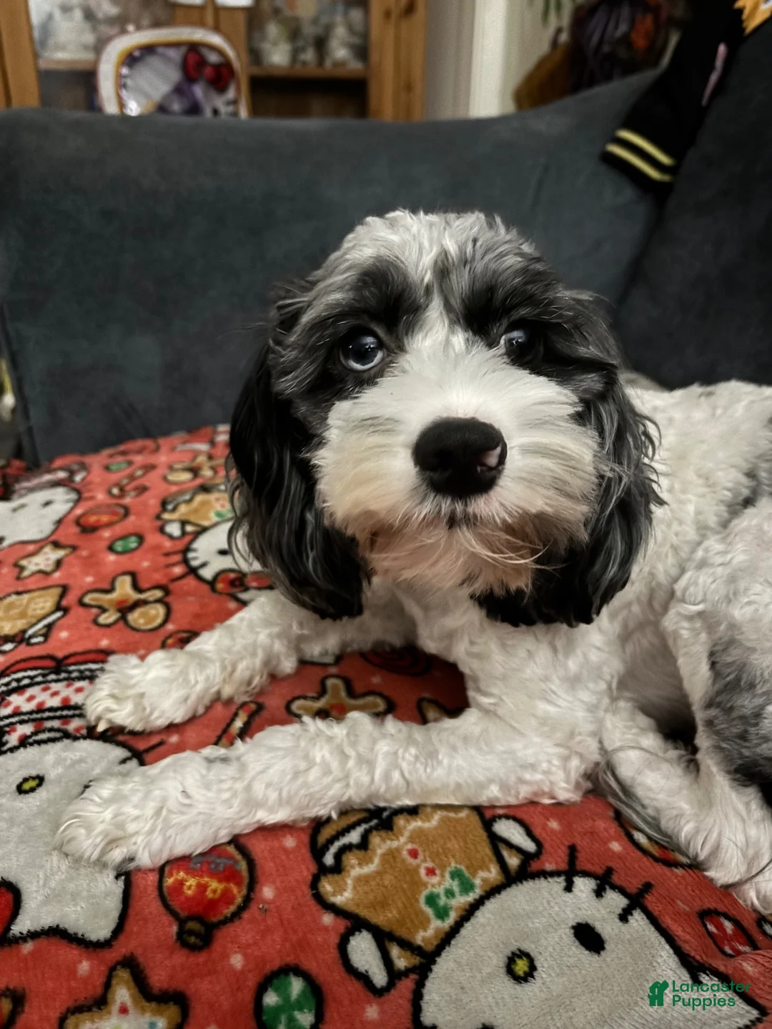 Cockapoo dogs for sale: Cockapoo 3 - Ad 2
