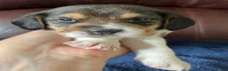 Beagle dogs for sale: Beagle 2 - Ad 32