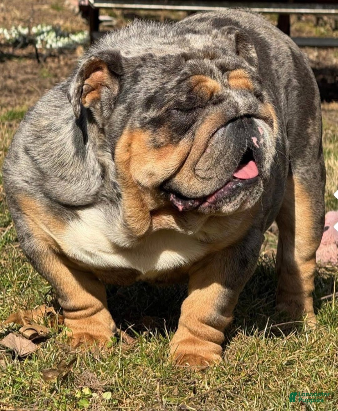 English Bulldog dogs for sale: Smoothie - Ad 10