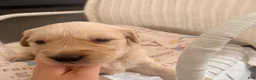 Golden Retriever dogs for sale: Golden Retriever 6 - Ad 2