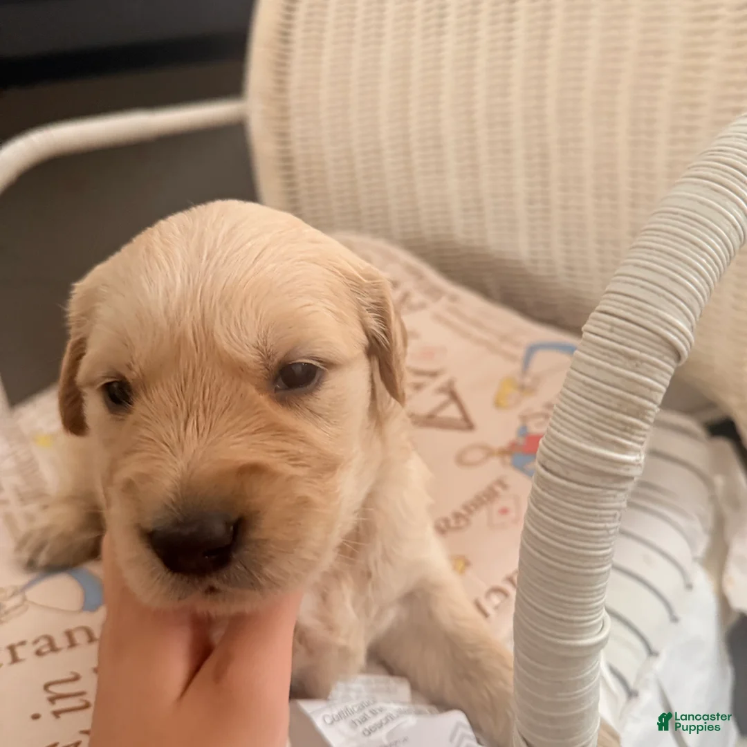 Golden Retriever dogs for sale: Golden Retriever 6 - Ad 2