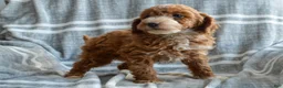 Miniature Poodle dogs for sale: Pearl - Ad 4