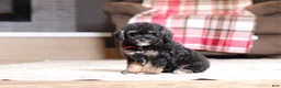 Miniature Poodle dogs for sale: Axel - Ad 7