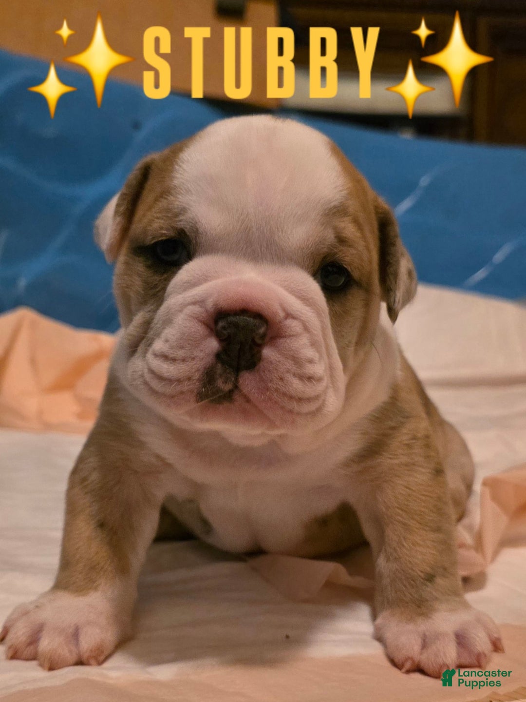 Mixed Breed dogs for sale: OLDE ENGLISH BULLDOG  - Ad 1
