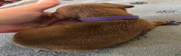 Miniature Pinscher dogs for sale: J-purple  - Ad 4