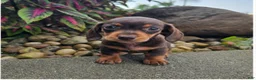 Dachshund dogs for sale: Roxy - Ad 6