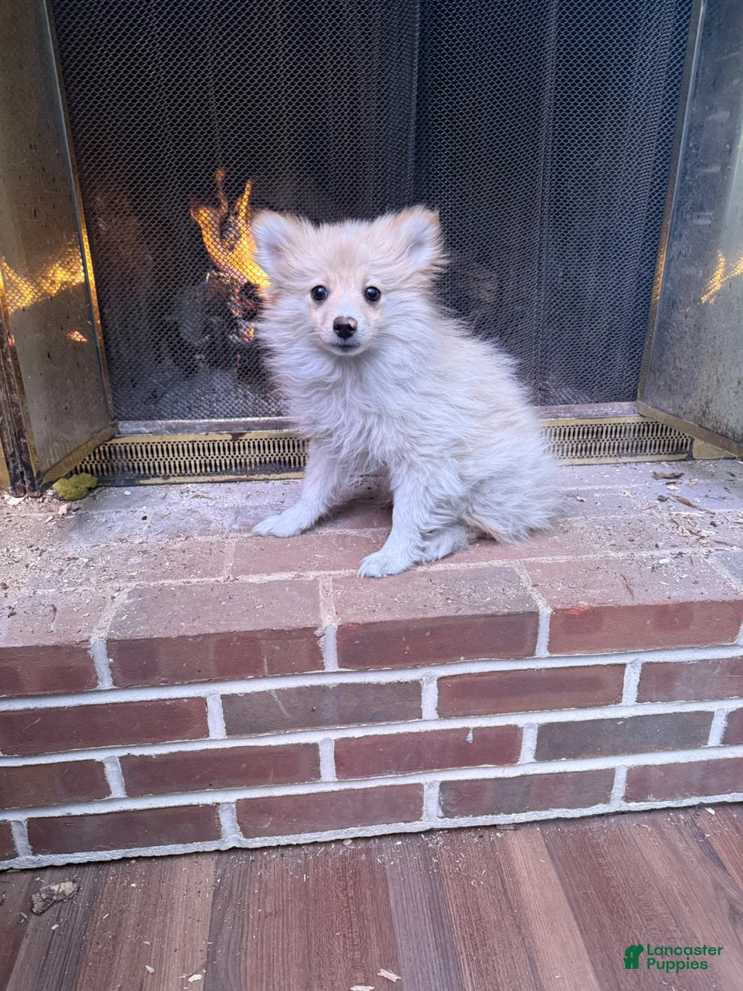 Pomeranian dogs for sale: Pomeranian Puppy 1 - Ad 2