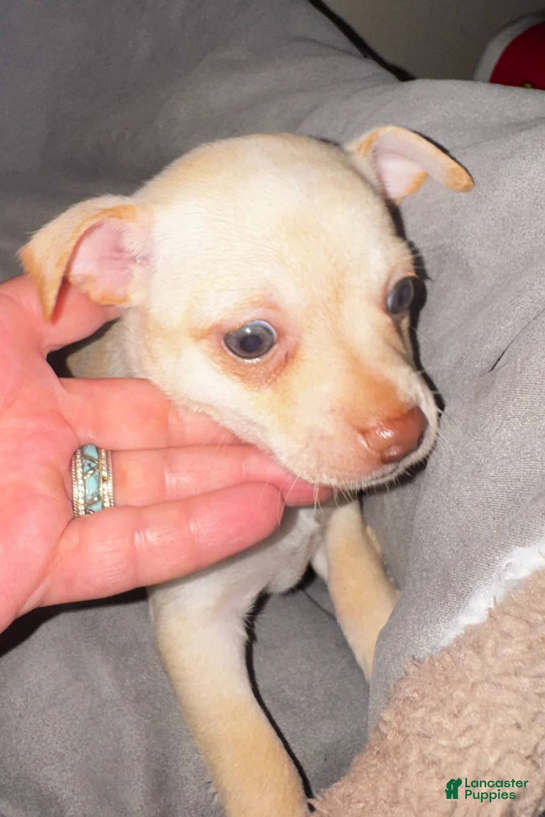 Chihuahua dogs for sale: Banner - Ad 2