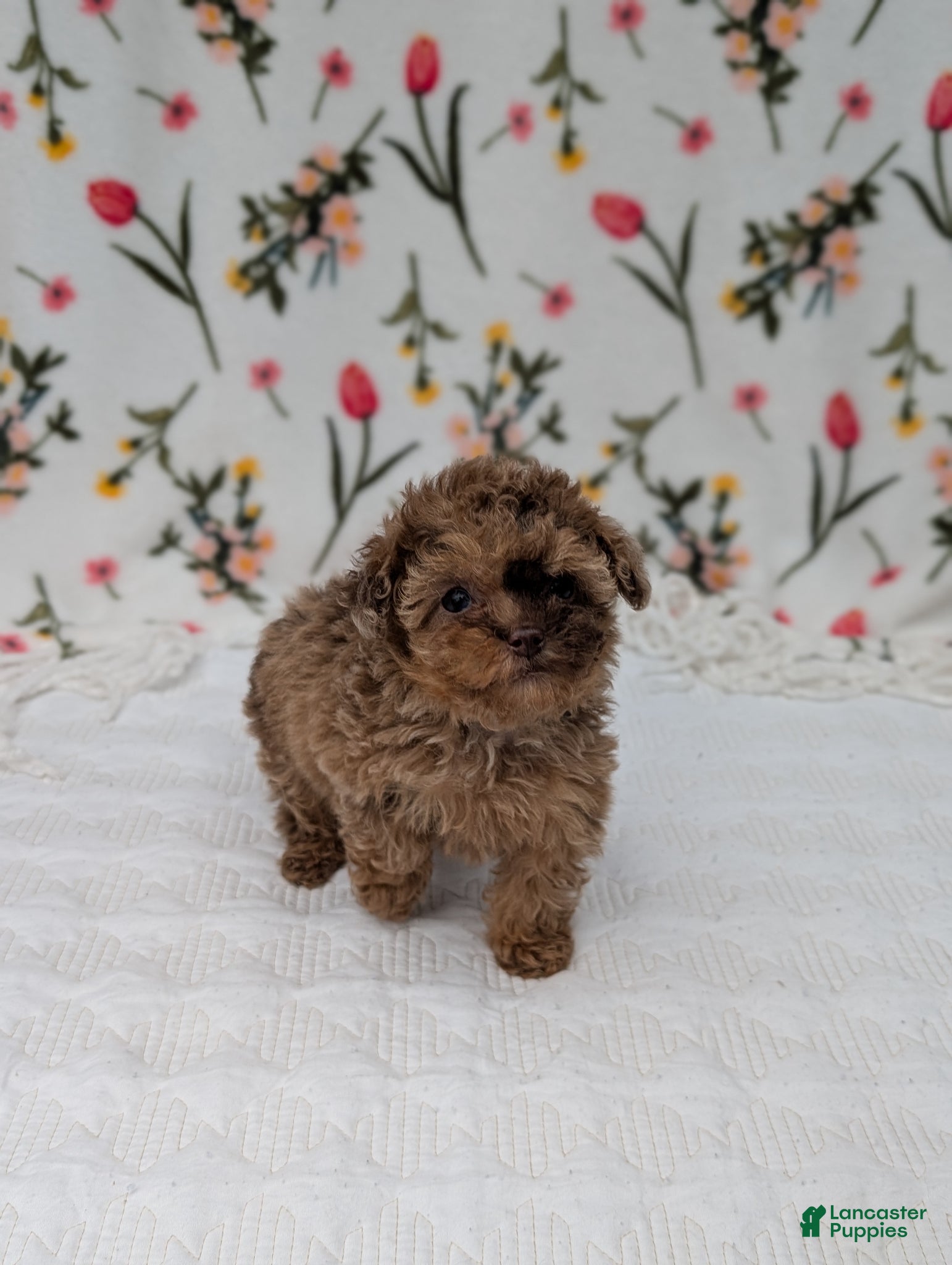 Toy Poodle dogs Milky-Way  - Ad 1