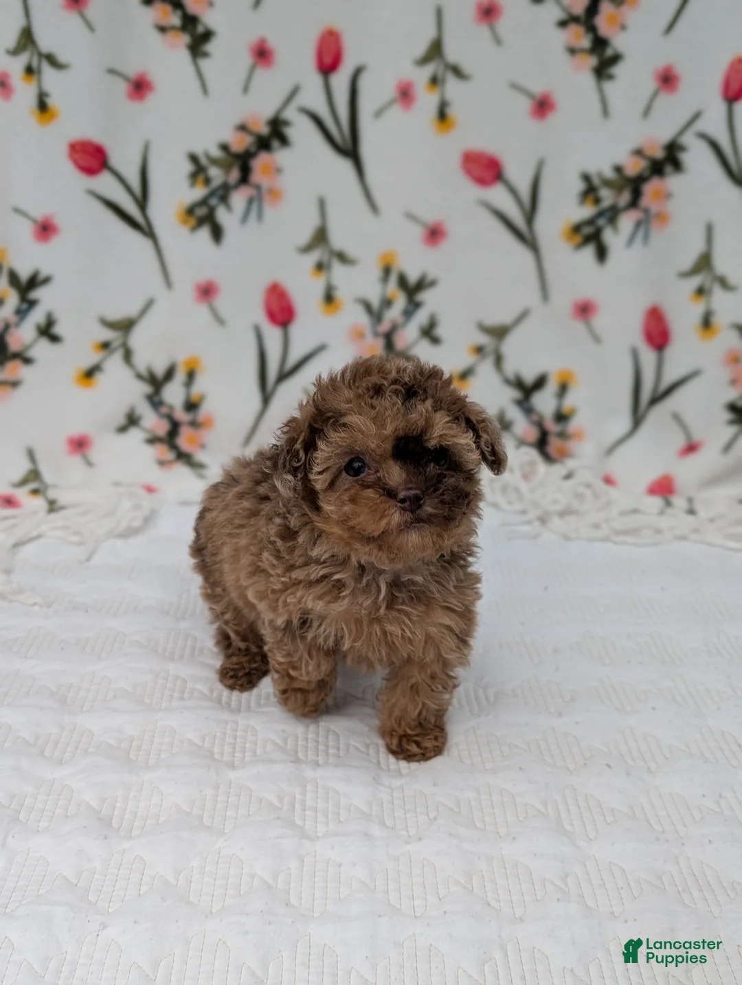 Toy Poodle dogs for sale: Milky-Way  - Ad 1