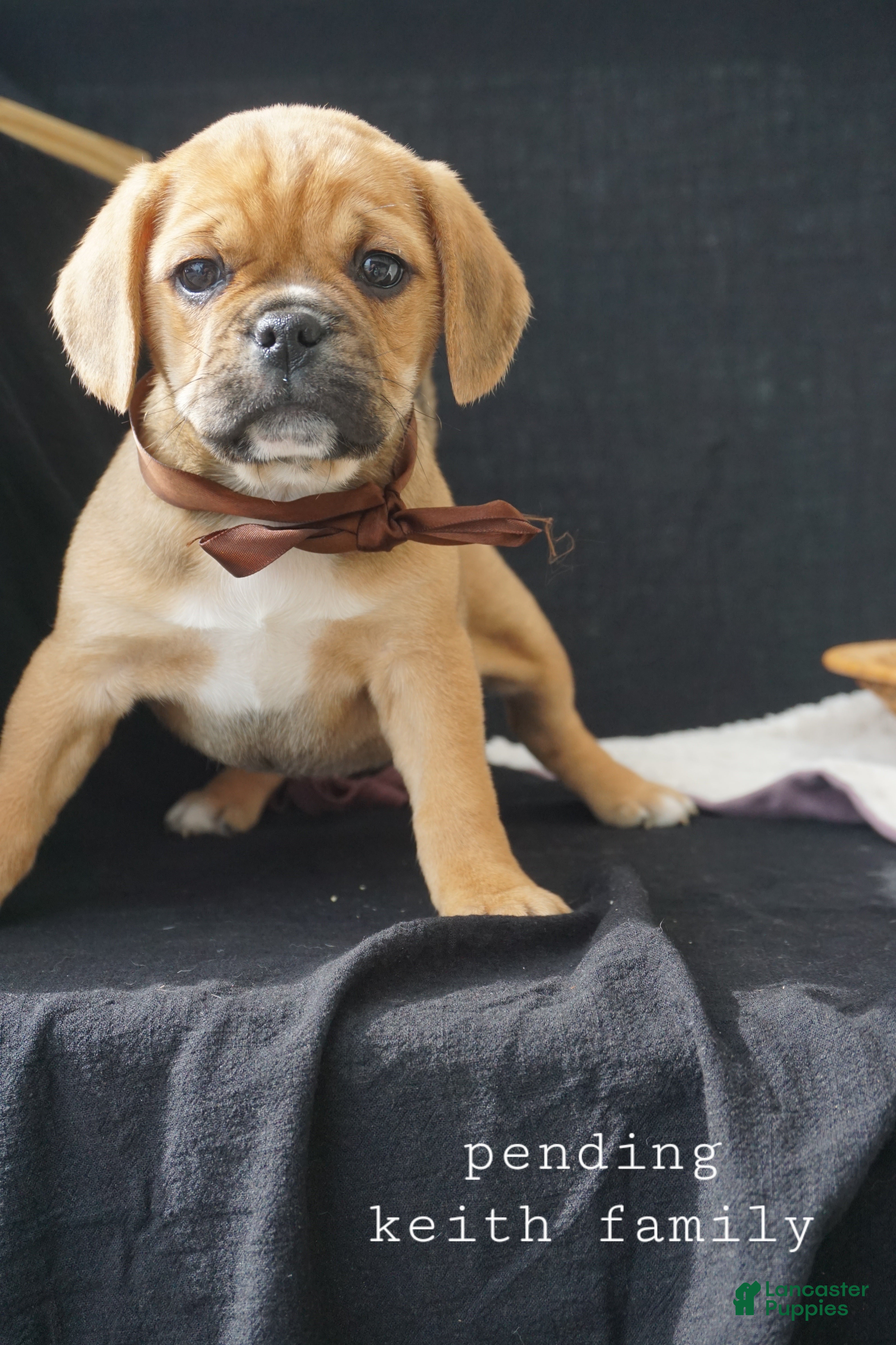 Puggle dogs Opal pending - Ad 1