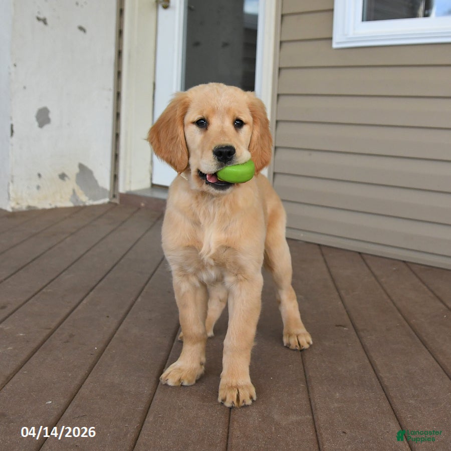 Golden Retriever dogs Montana - Ad 1