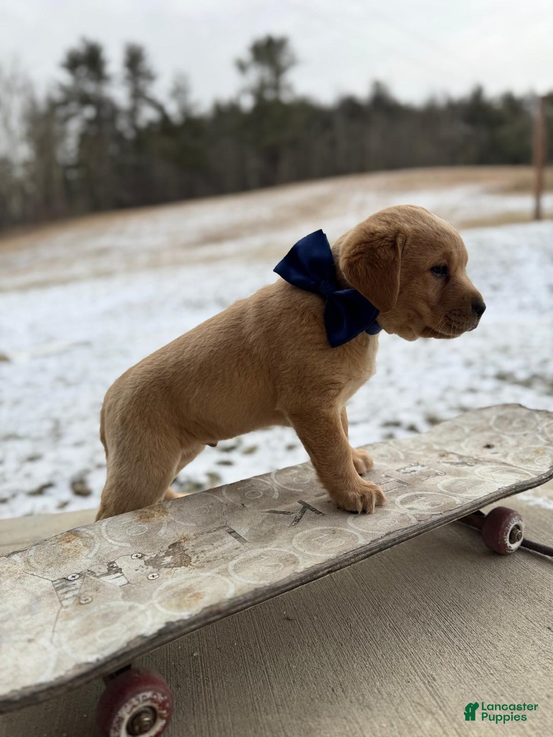 Labrador Retriever dogs for sale: Axel - Ad 3