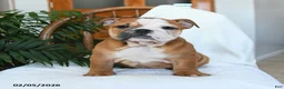 English Bulldog dogs for sale: Molly - Ad 2