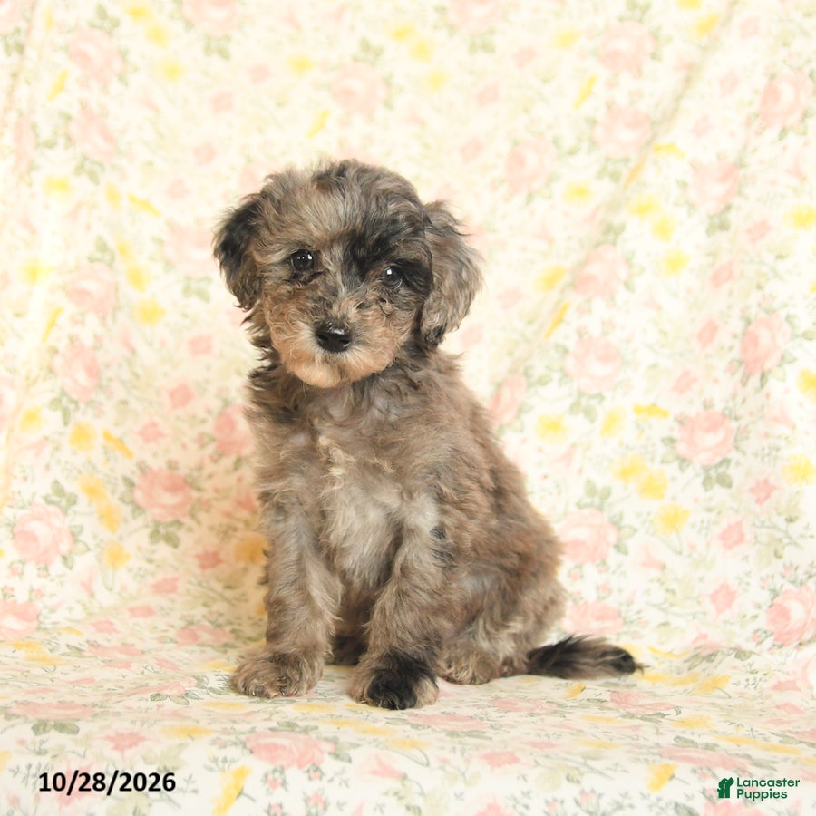 Mini Goldendoodle dogs for sale: Omar - Ad 1