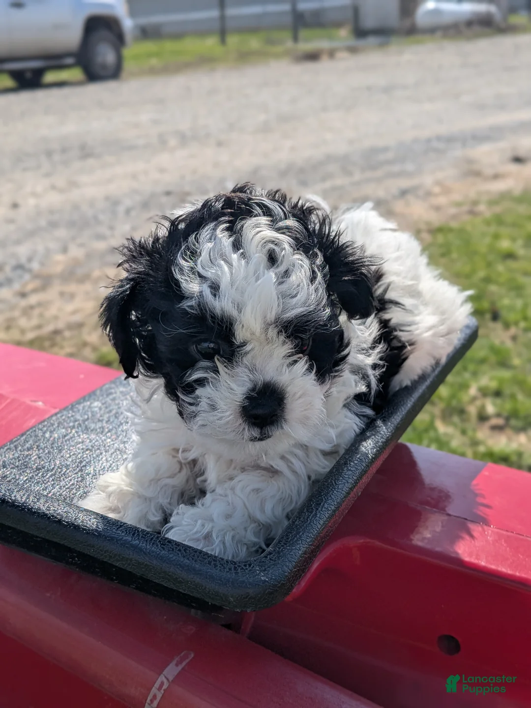 Mixed Breed dogs for sale: Mandy - Ad 2