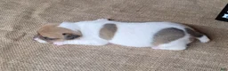 Jack Russell Terrier dogs for sale: JoJo - Ad 5