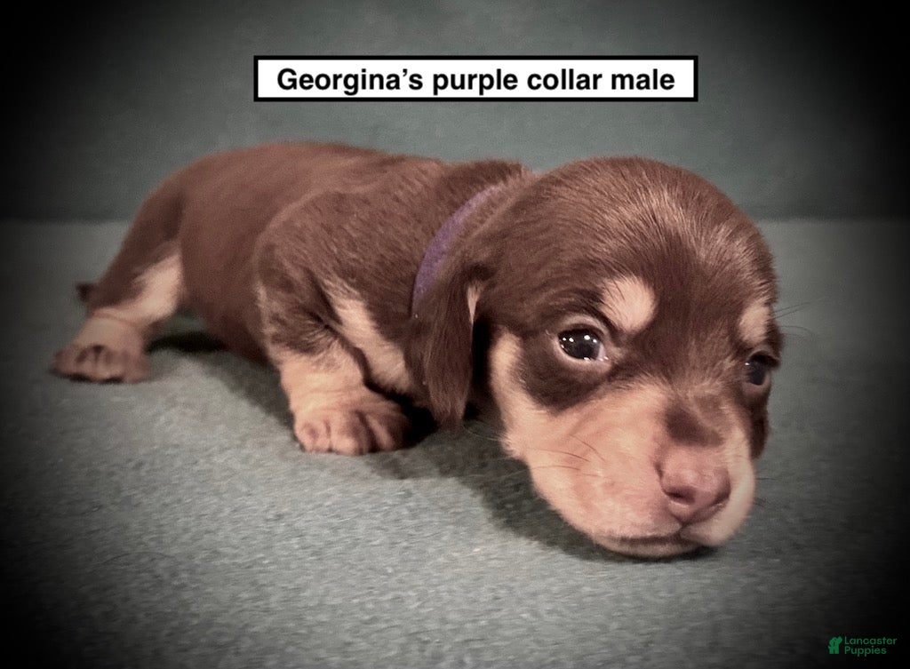 Dachshund dogs AKC Georgina's Purple Collar Male - Ad 11