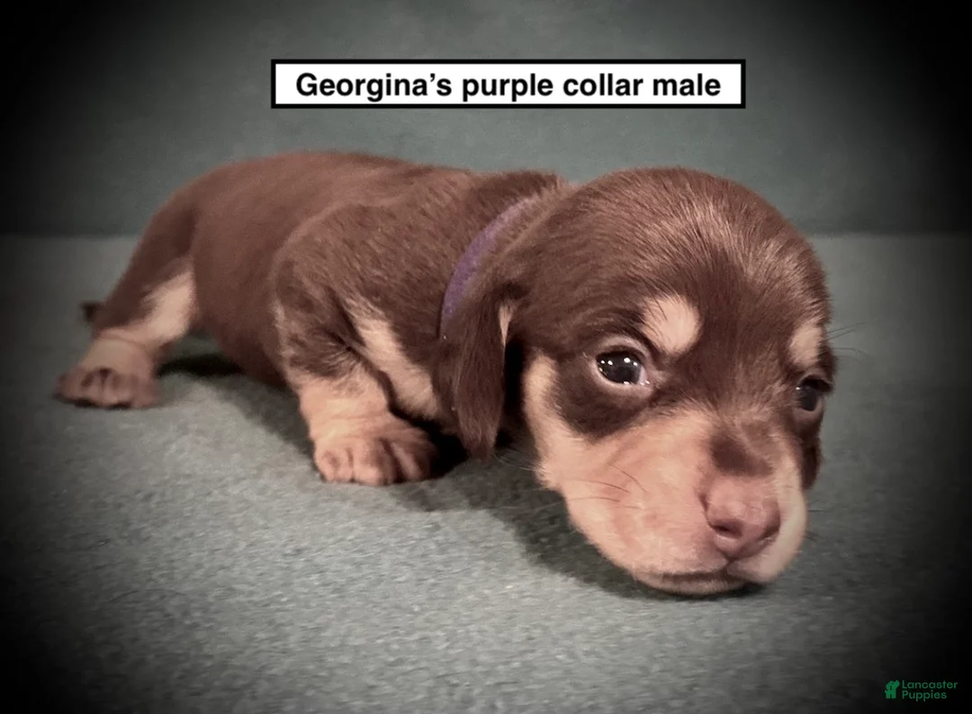 Dachshund dogs for sale: AKC Georgina's Purple Collar Male - Ad 1