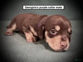 Dachshund dogs AKC Georgina's Purple Collar Male - Ad 11
