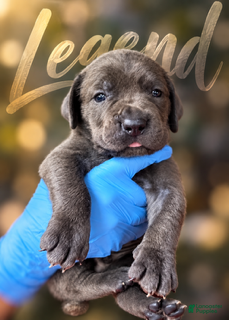 Cane Corso dogs Legend - Ad 2