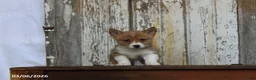 Welsh Corgi Pembroke dogs for sale: Rascal - Ad 4
