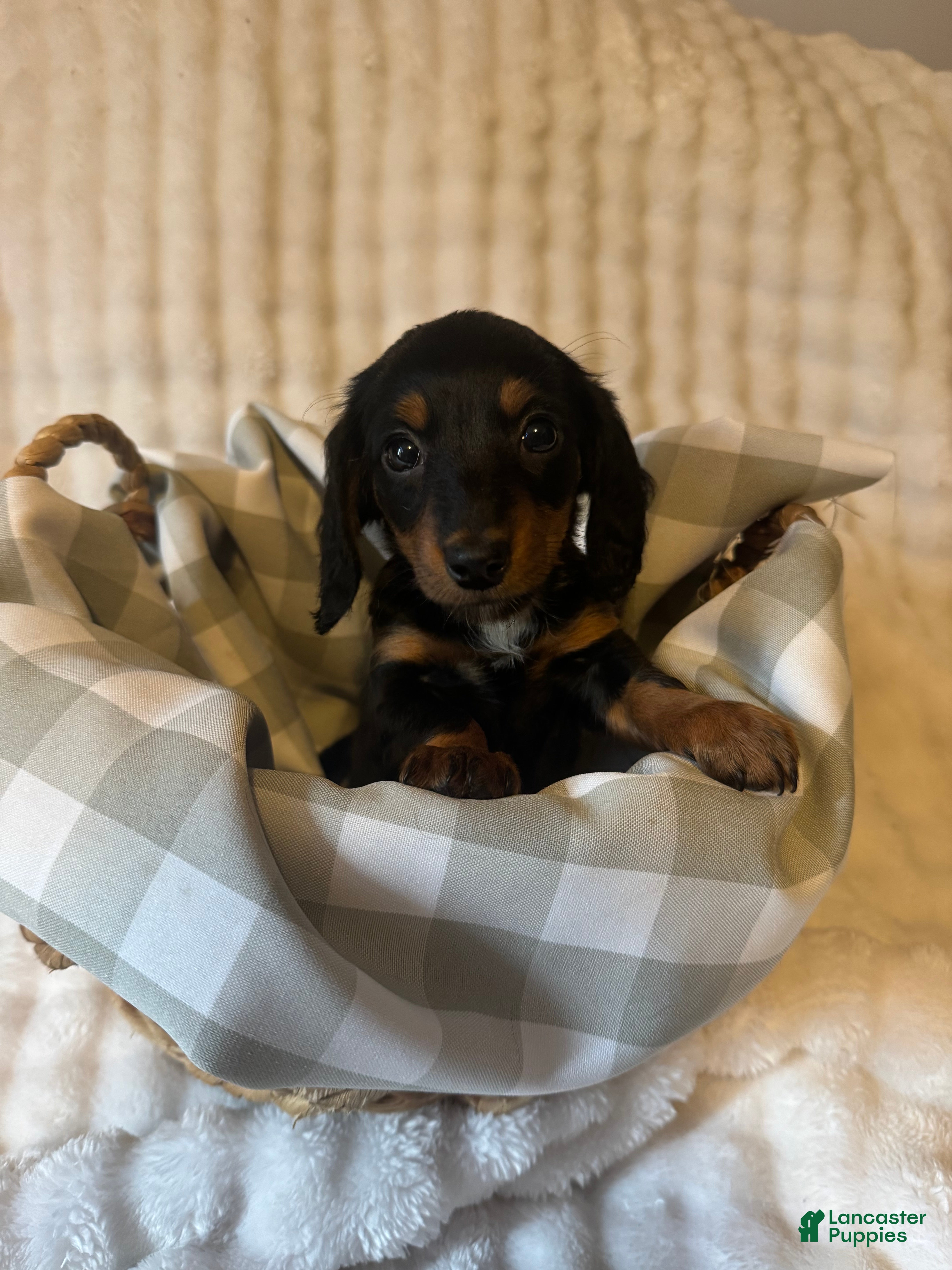Miniature Dachshund dogs for sale: Long haired mini *Tiny* - Ad 1