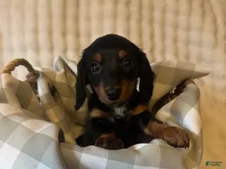 Miniature Dachshund dogs for sale: Long haired mini *Tiny* - Ad 1
