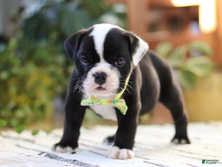 English Bulldog dogs JoJo - Ad 27