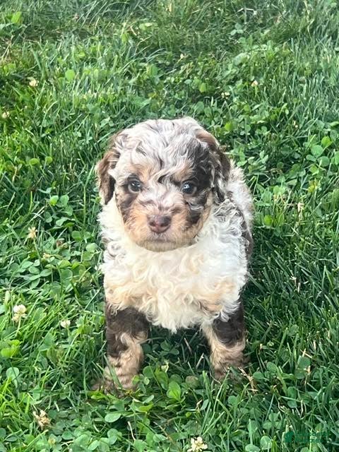 Aussiedoodle dogs Jasmine Mini Aussiedoodle  - Ad 1