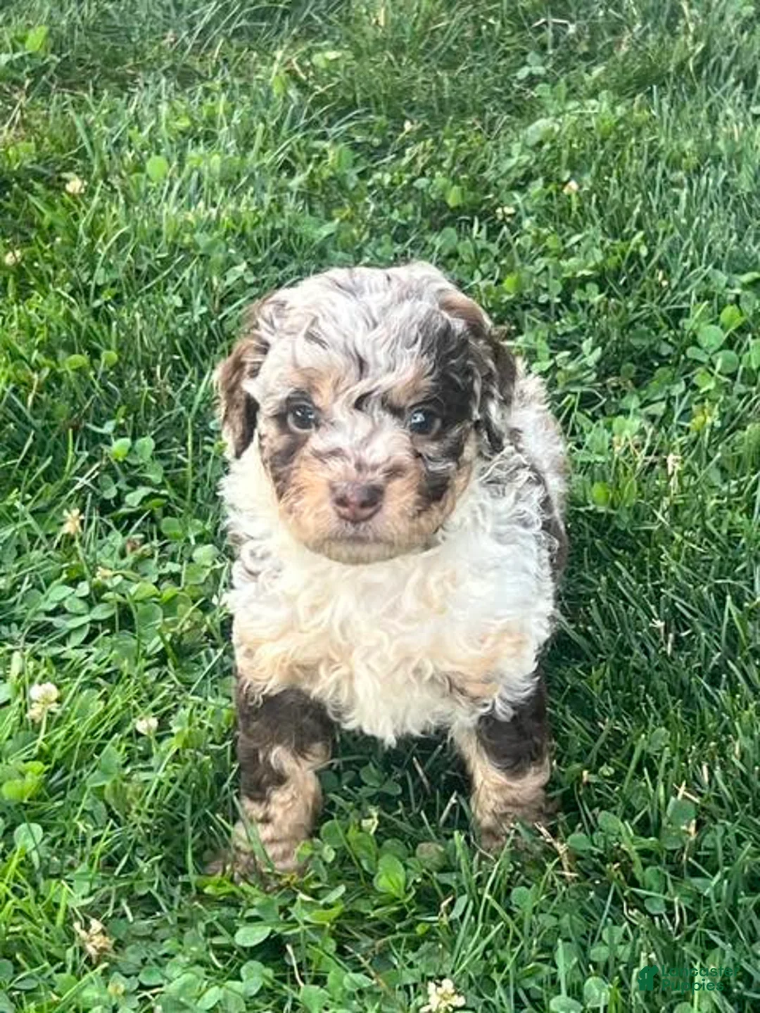 Aussiedoodle dogs for sale: Jasmine Mini Aussiedoodle  - Ad 1