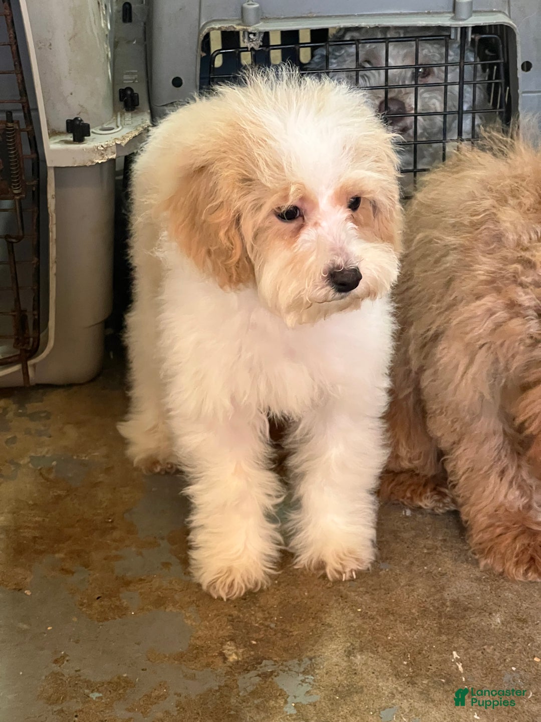 Mixed Breed dogs for sale: Raven - Ad 10