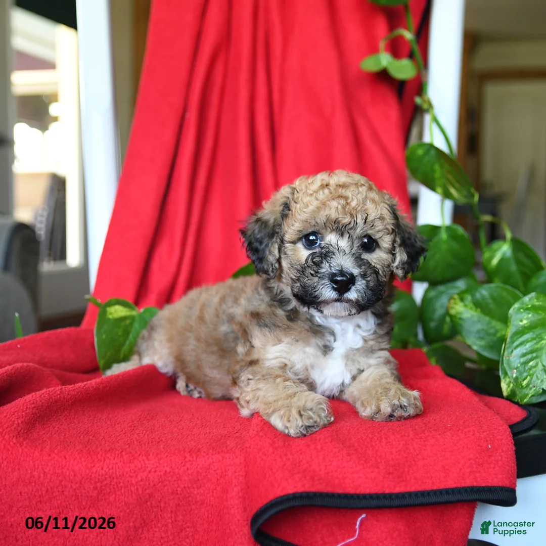 Bichpoo dogs for sale: Smores - Ad 2