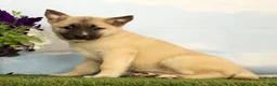 Mixed Breed dogs for sale: Kaia - Ad 3