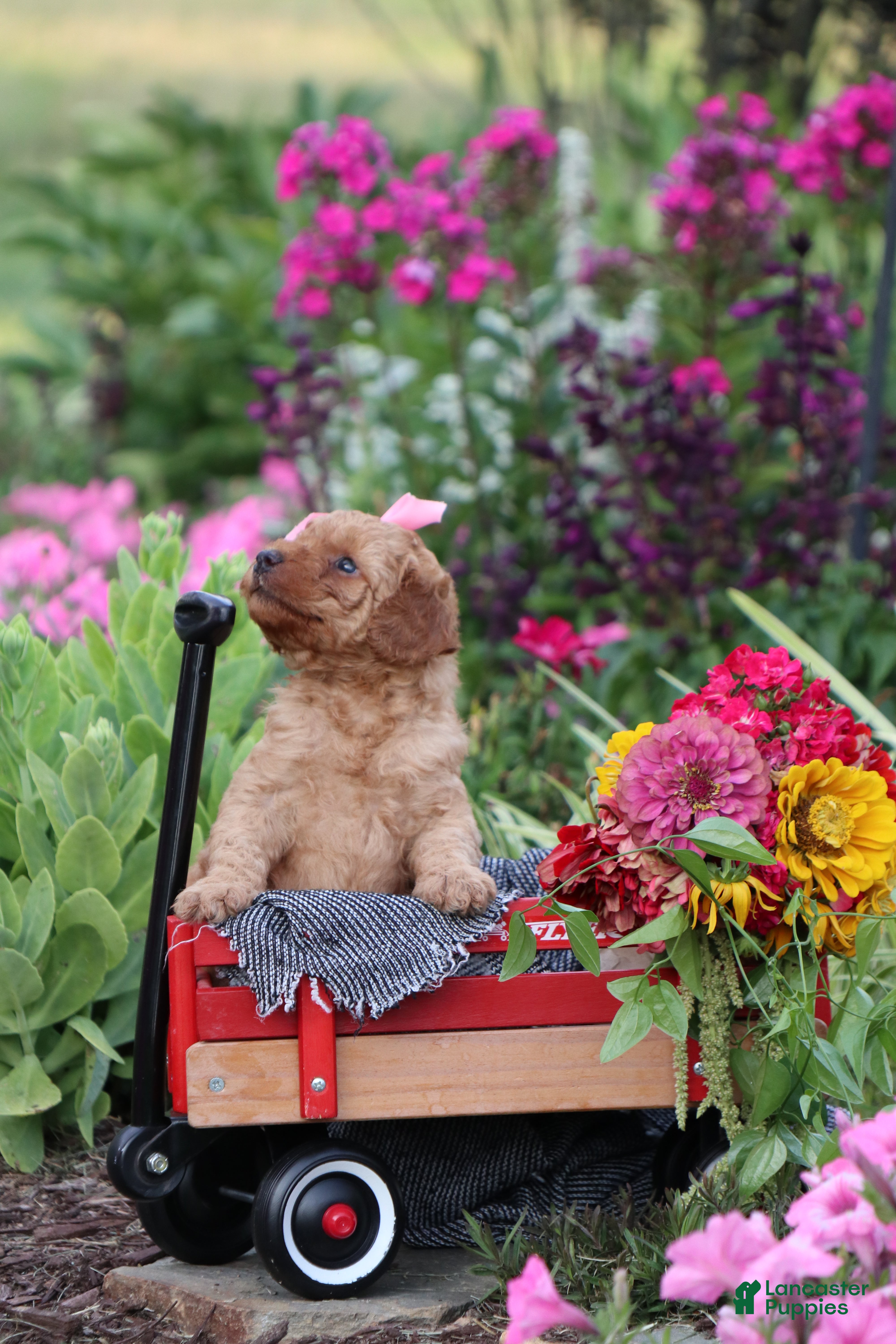 Mini Goldendoodle dogs Abby - Ad 2