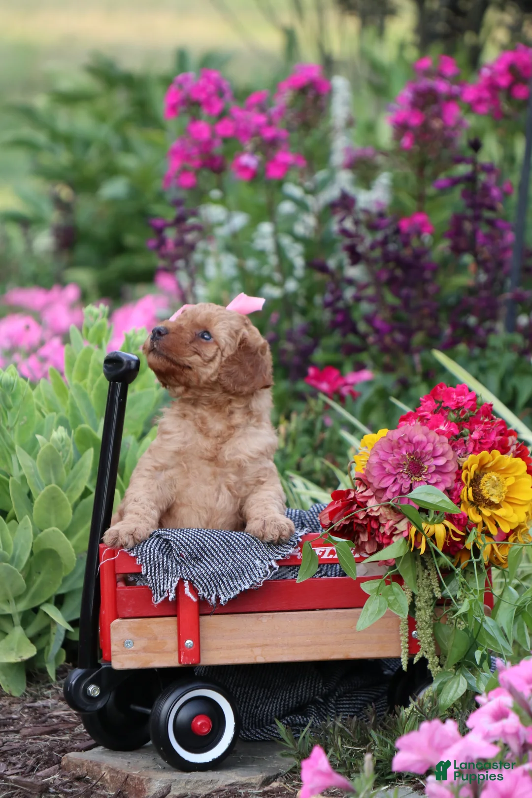 Mini Goldendoodle dogs for sale: Abby - Ad 2