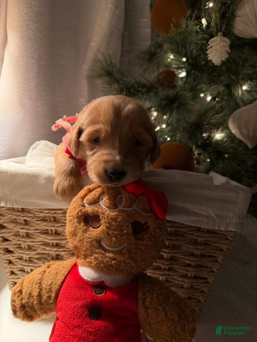 Golden Retriever dogs for sale: Lucy - Ad 2