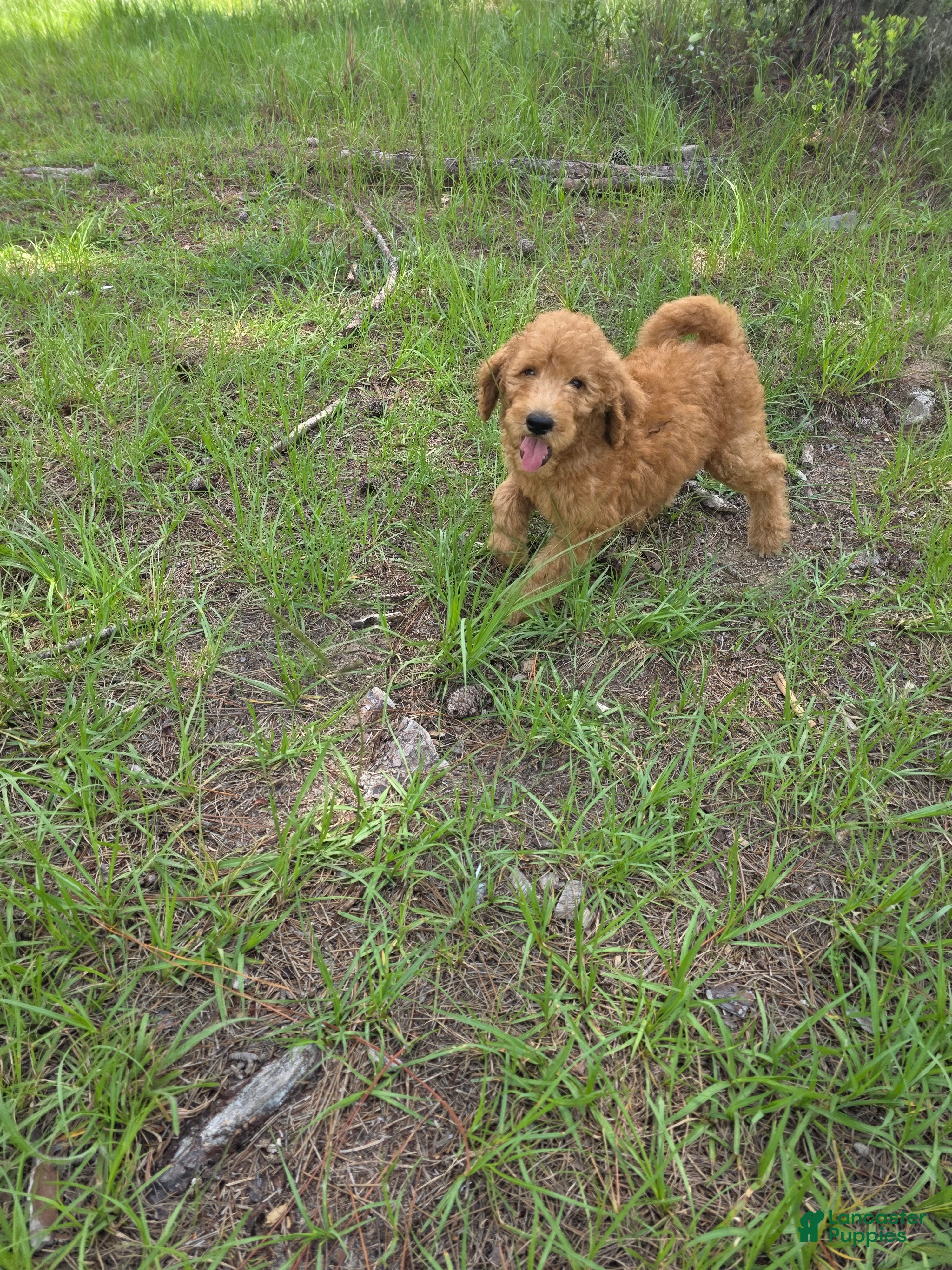 Goldendoodle dogs Bentley - Ad 13