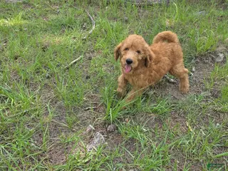 Goldendoodle dogs Bentley - Ad 13