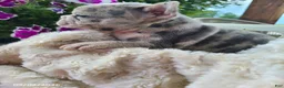 Frenchton dogs for sale: Micky - Ad 4
