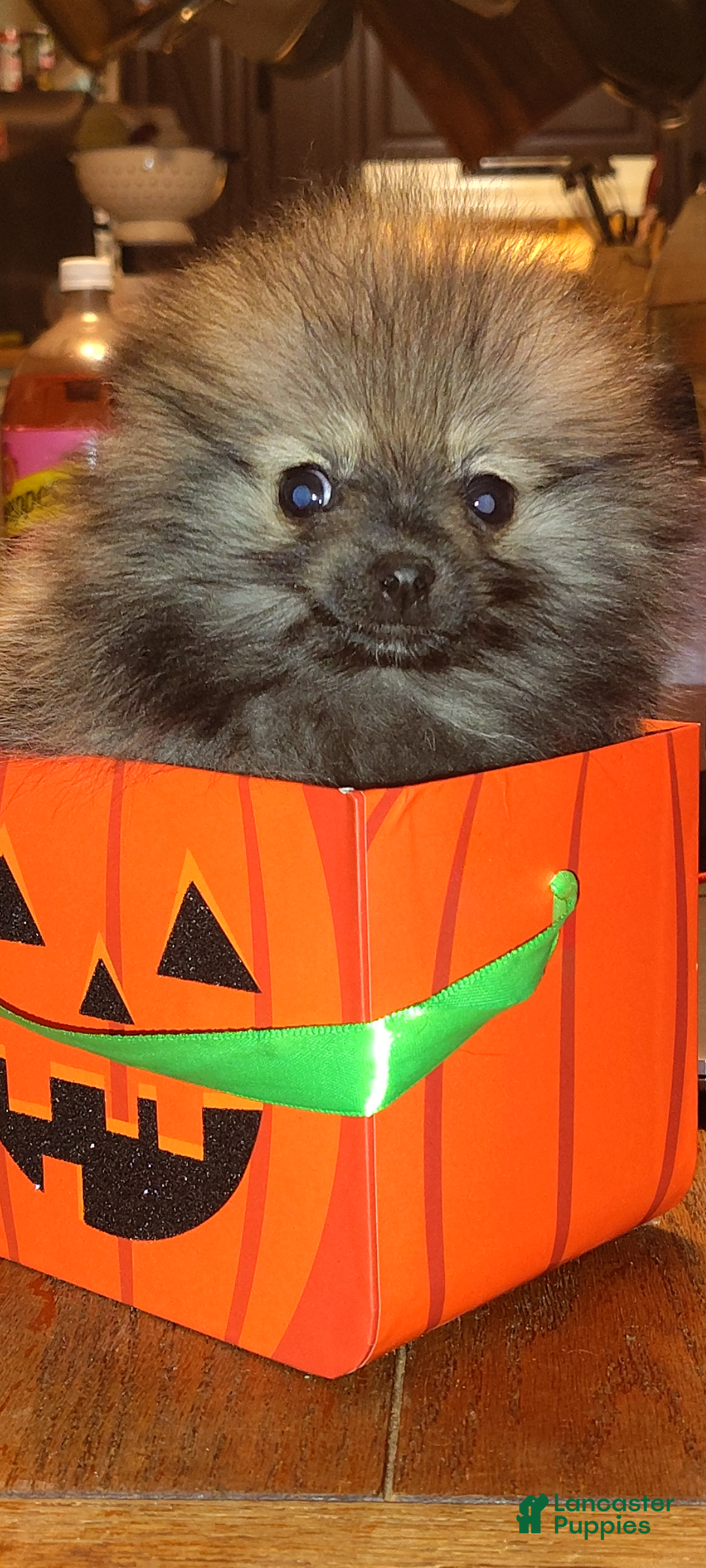 Pomeranian dogs for sale: Pomeranian Puppy 1 - Ad 1
