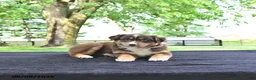 Australian Shepherd dogs for sale: Dora - Ad 4