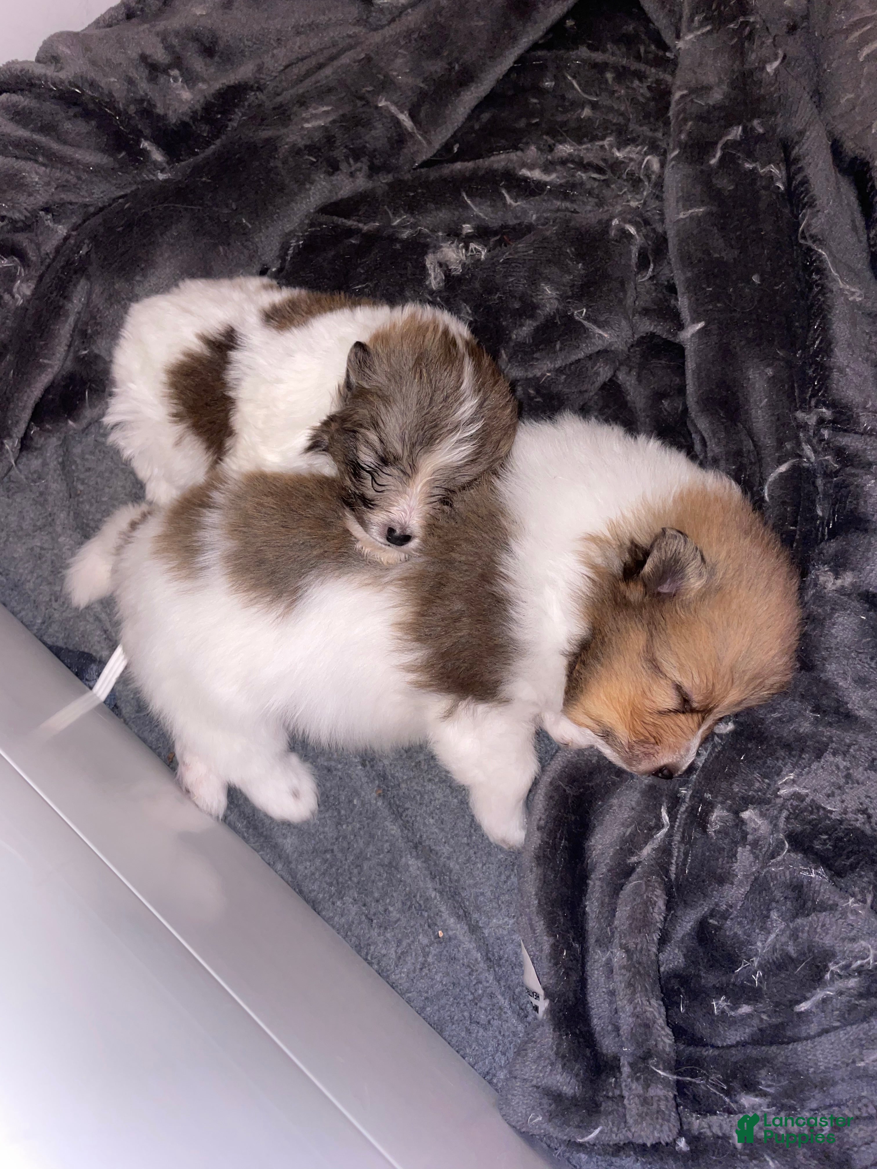 Shetland Sheepdog dogs Shetland Sheepdog Puppy 3 - Ad 26