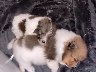 Shetland Sheepdog dogs Shetland Sheepdog Puppy 3 - Ad 26