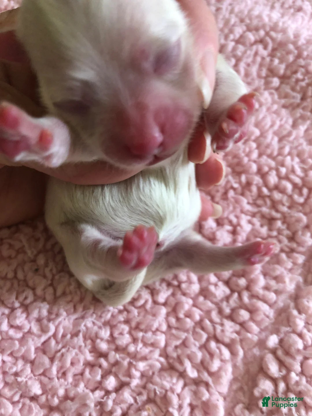 Maltipoo dogs for sale: Kali - Ad 2